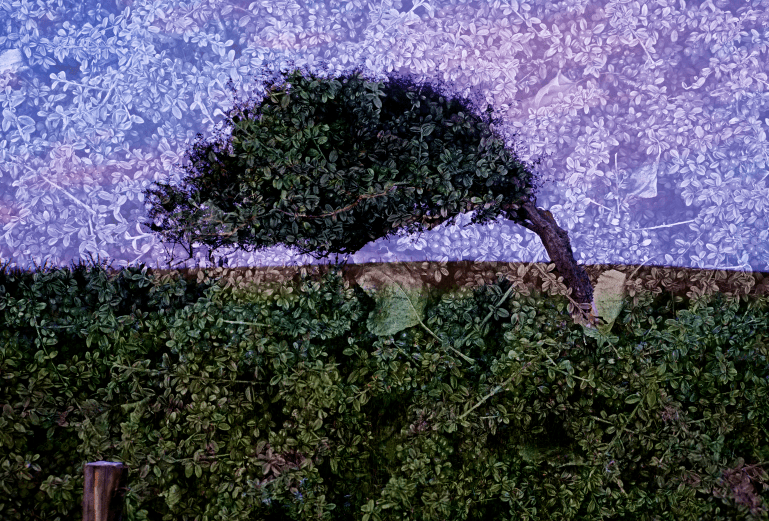 purple tree