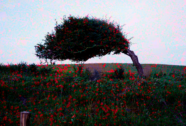 red a bit tree