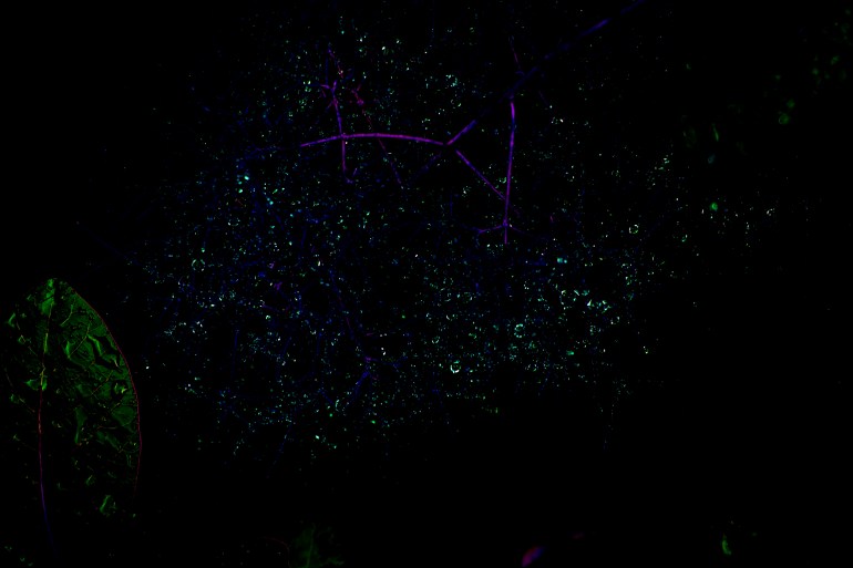 stars 1